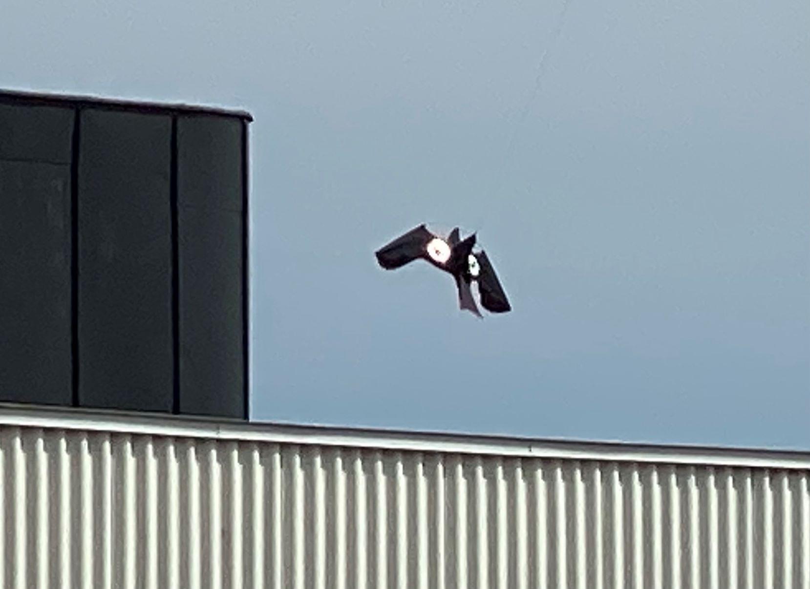 Skrämma Bort Fåglar Från Taket